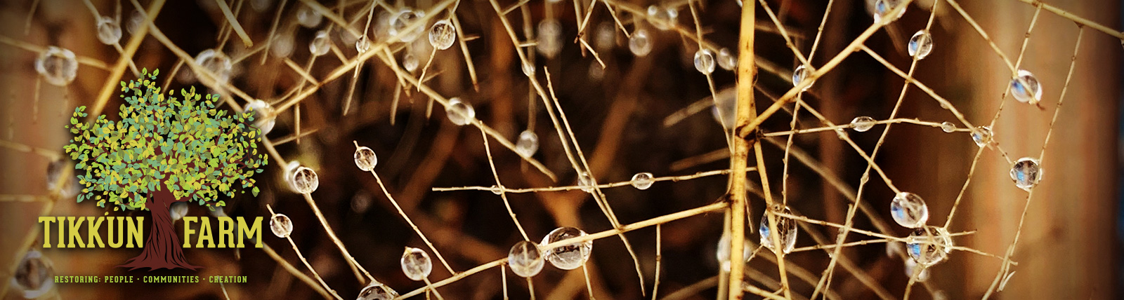 water droplets on branches